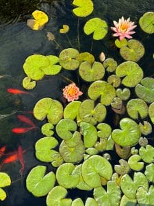 Our History & Mission Photo of fish in pond